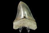 Serrated, Fossil Megalodon Tooth - Indonesia #149830-2
